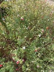 Macroglossum stellatarum