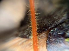 Mycena strobilinoidea