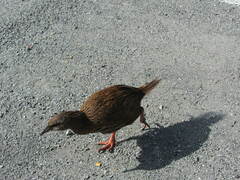 Gallirallus australis australis