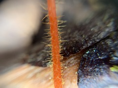 Mycena strobilinoidea