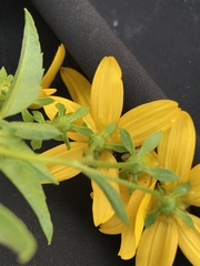 Electranthera mutica