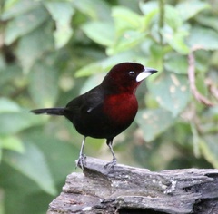 Ramphocelus carbo