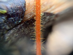 Mycena strobilinoidea