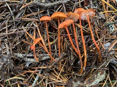 Mycena strobilinoidea