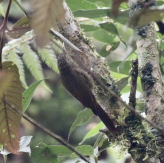 Lepidocolaptes lacrymiger