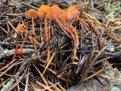 Mycena strobilinoidea