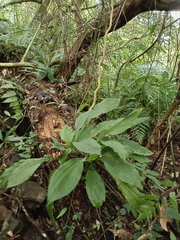 Calanthe triplicata