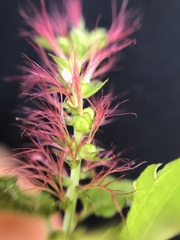 Acalypha