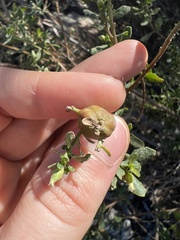 Gnorimoschema baccharisella