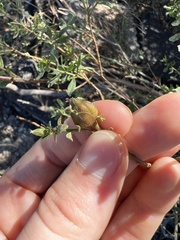 Gnorimoschema baccharisella