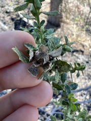 Gnorimoschema baccharisella