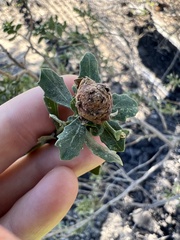 Gnorimoschema baccharisella