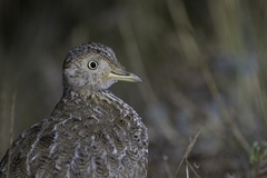 Pedionomus torquatus