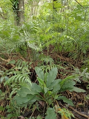 Calanthe triplicata