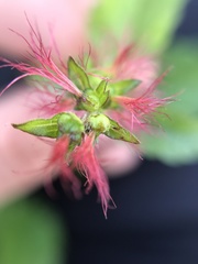 Acalypha