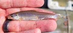 Notropis hudsonius