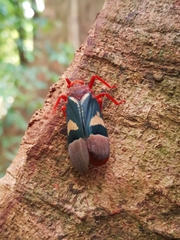 Scamandra daphne