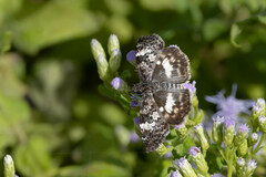 Chiomara georgina