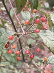 Viburnum luzonicum