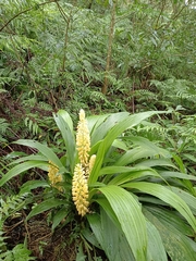Calanthe speciosa