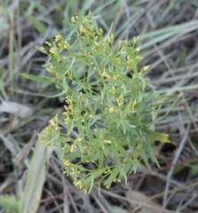 Euthamia leptocephala