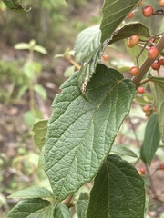 Viburnum luzonicum
