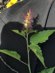 Acalypha