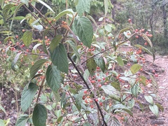 Viburnum luzonicum