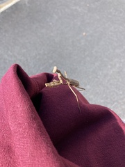 Stagmomantis carolina