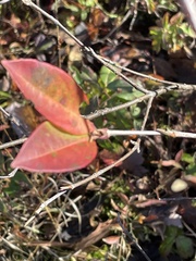 Viburnum cassinoides