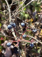 Viburnum cassinoides