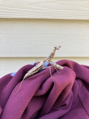 Stagmomantis carolina