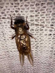 Gryllus lineaticeps