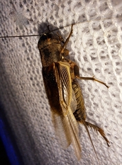 Gryllus lineaticeps