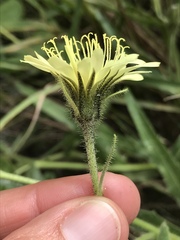 Schlagintweitia intybacea