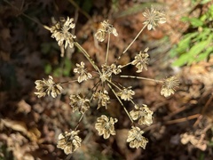 Angelica venenosa
