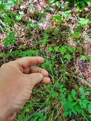 Agrostis perennans