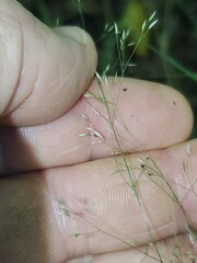Agrostis perennans
