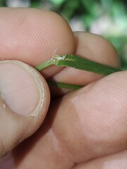 Agrostis perennans