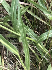 Schlagintweitia intybacea