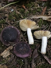 Russula zelleri