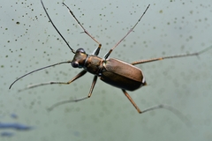Callytron nivicinctum