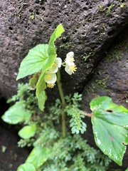 Begonia hirtella