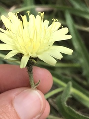 Schlagintweitia intybacea