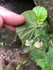 Begonia hirtella