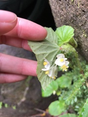Begonia hirtella