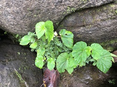 Begonia hirtella