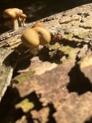 Galerina marginata
