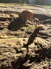 Galerina marginata