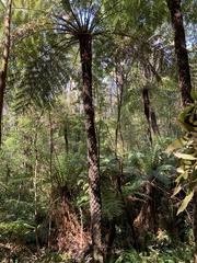 Cyathea cunninghamii